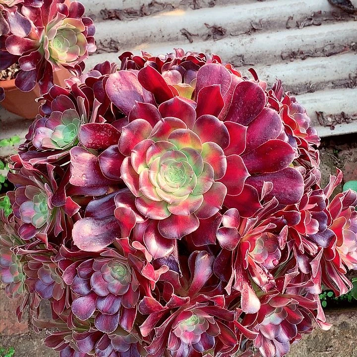 花纳锦，多肉植物