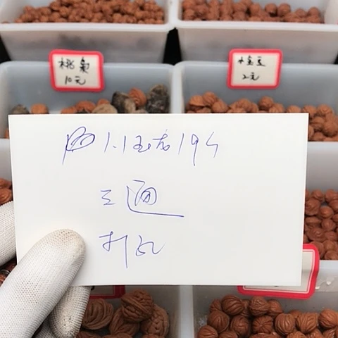 桃核吊坠薄**城龙纹桃核的搭配