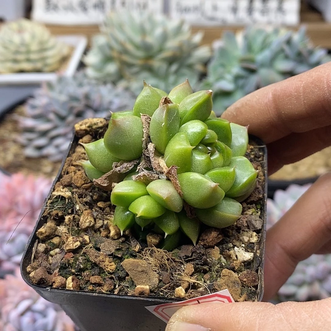 0116 皮艾拉珍妮 3 头