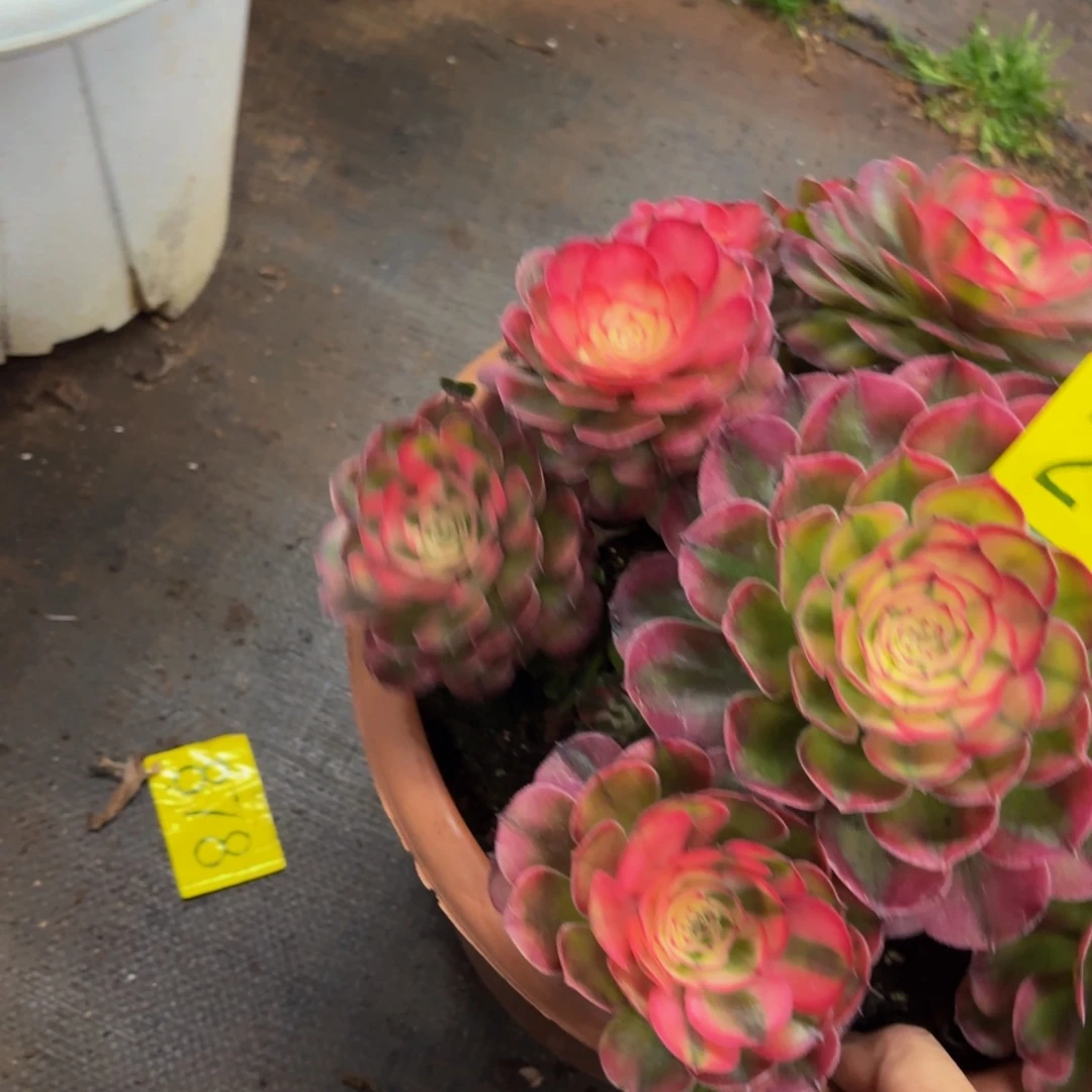 哈哈多肉葡萄荔枝老庄217