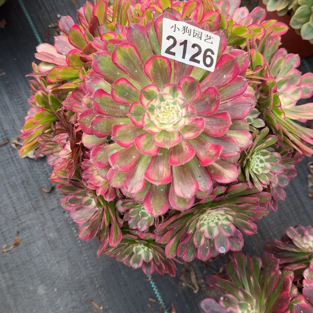 浅***光绿体同花顺多肉植物2126寄养