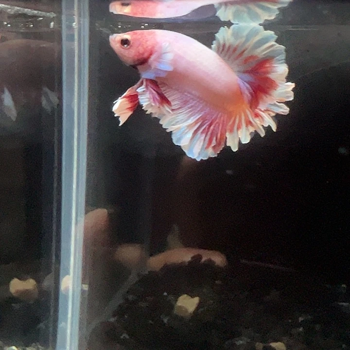 斗鱼满30包邮10日114