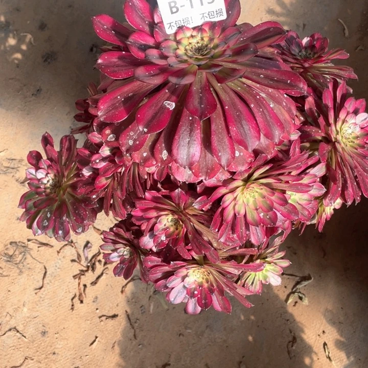 引****想113美姬多肉法师福利不包损