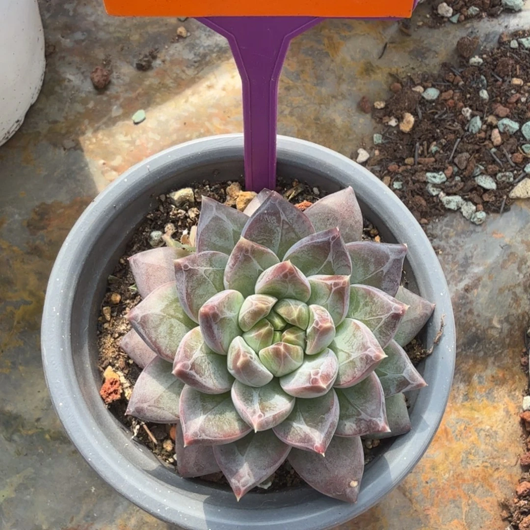 幻影一物一拍473.