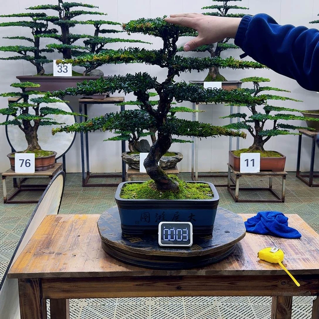 无花朵珍珠罗汉松造型盆景