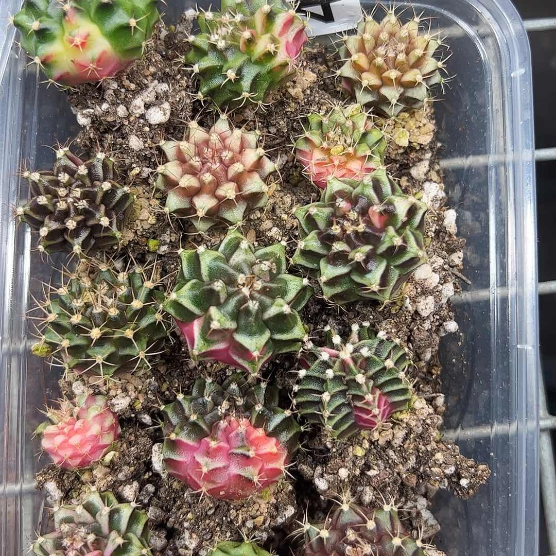 当前无花朵，栽培后可花朵490