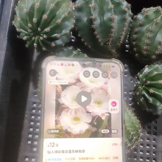 仙人球彩草白莲侧芽