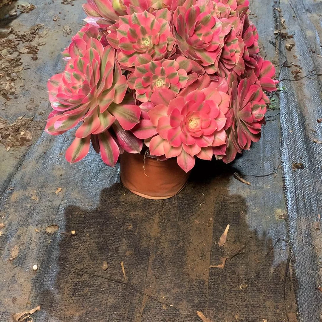 多肉多肉多肉多肉102