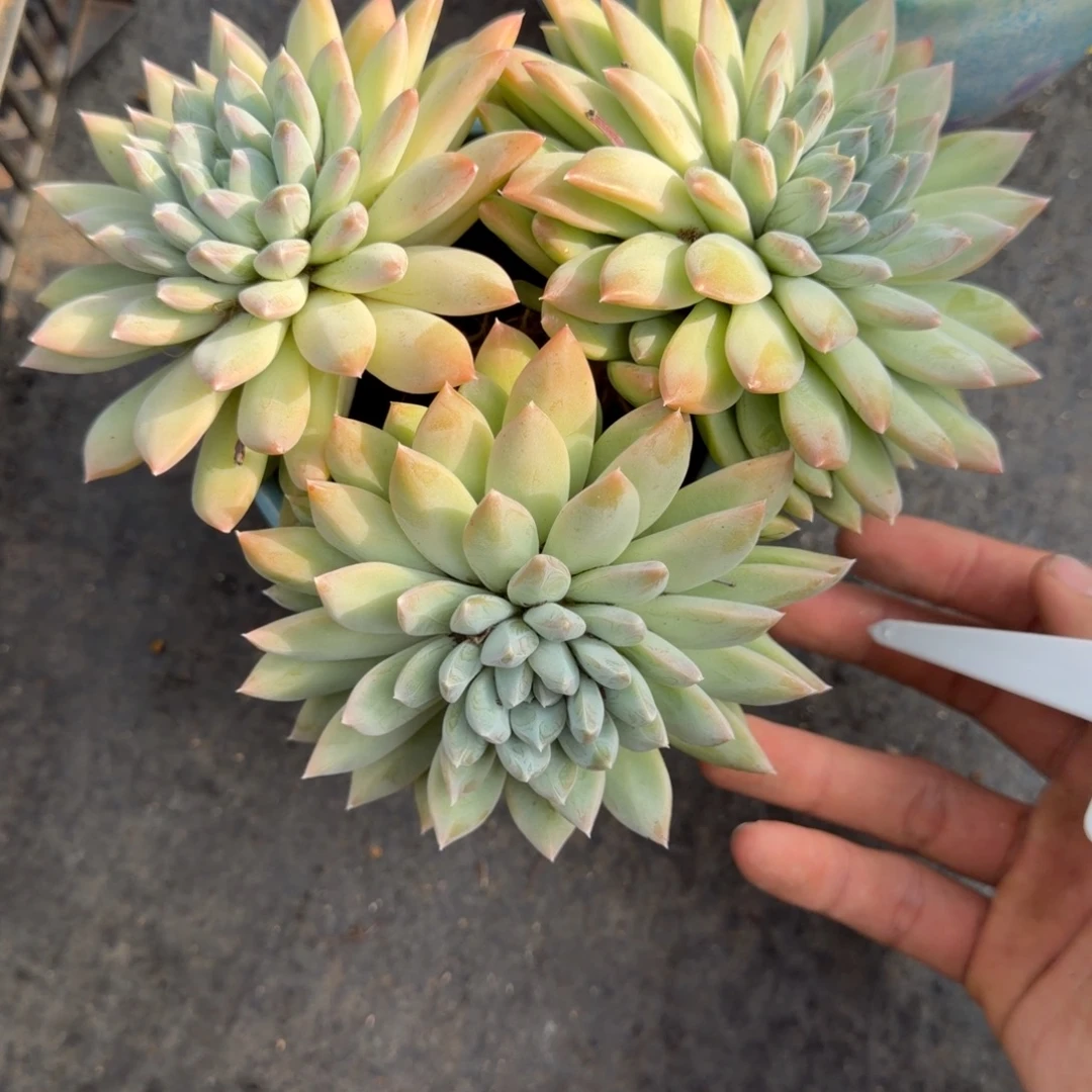 一物一拍荔枝酿（羽毛纹）10