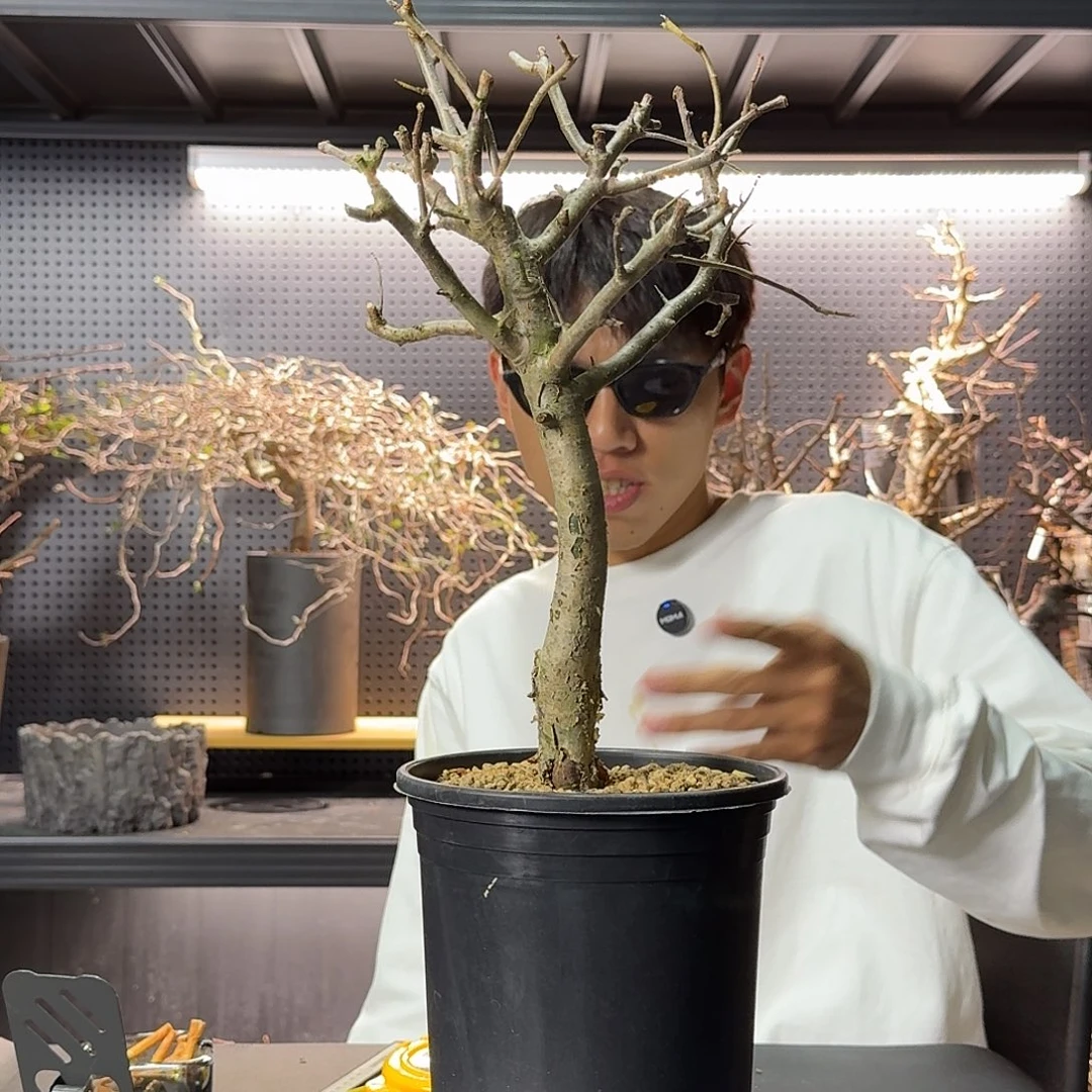 巴基斯坦绒叶实生