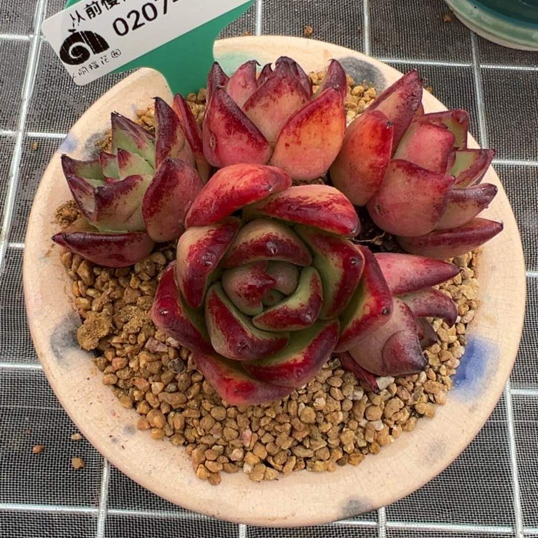 从前慢多肉精选编号0207.37