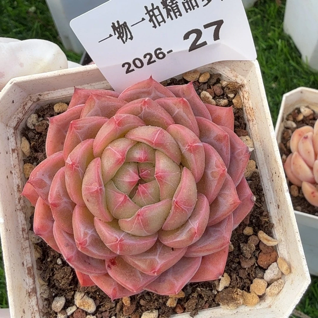 0101-27多肉一物一拍