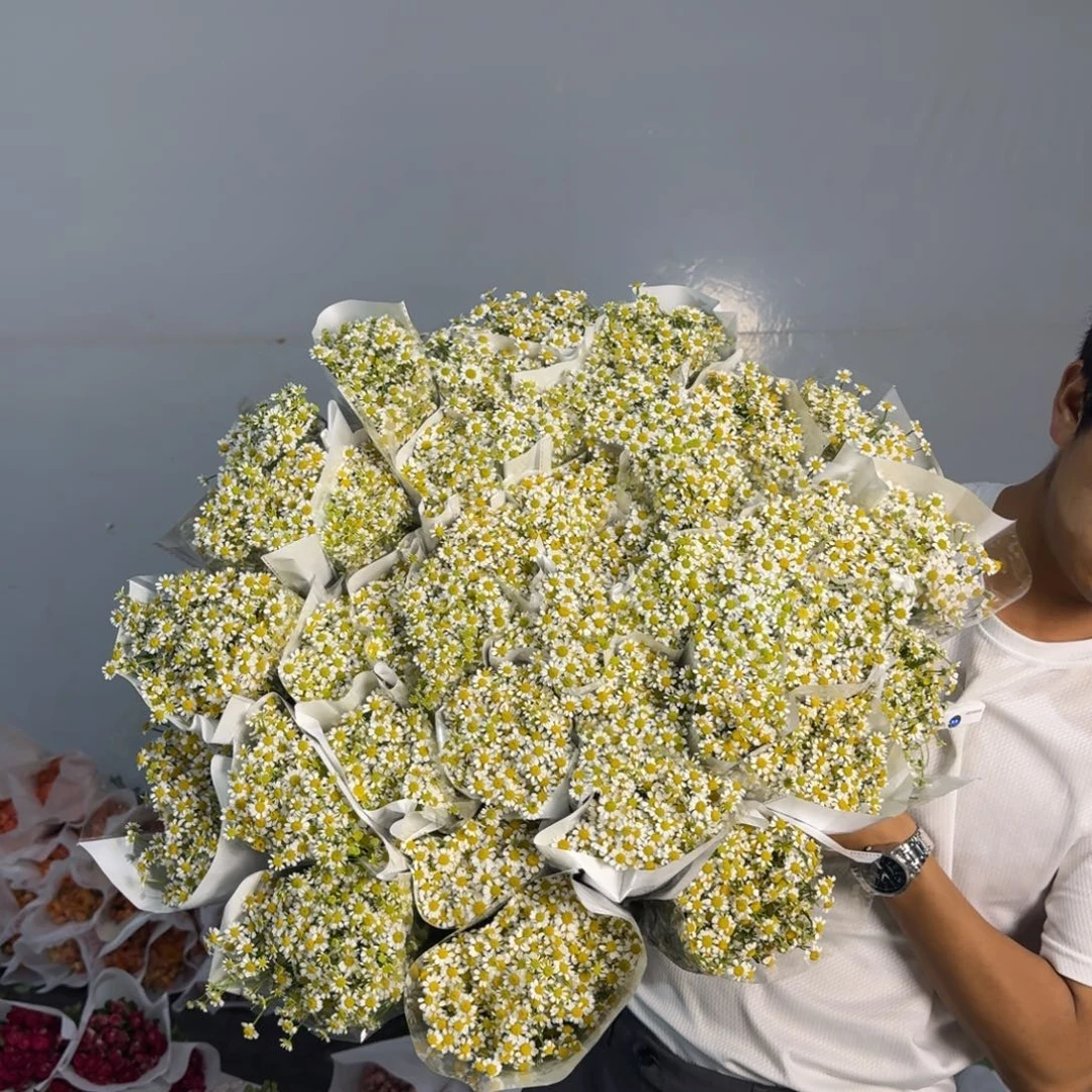 洋甘菊6扎包邮价秒杀