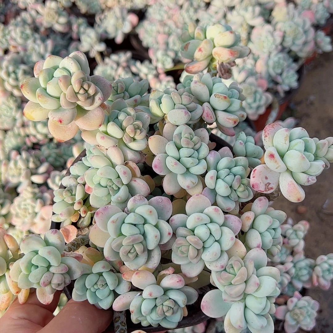 劳尔大盆群生无砍