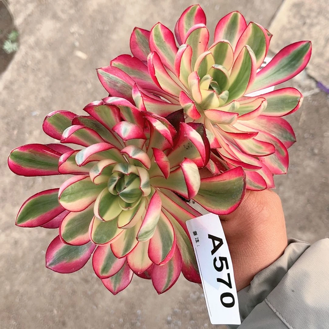 用****莲烈焰多肉烈焰少肉