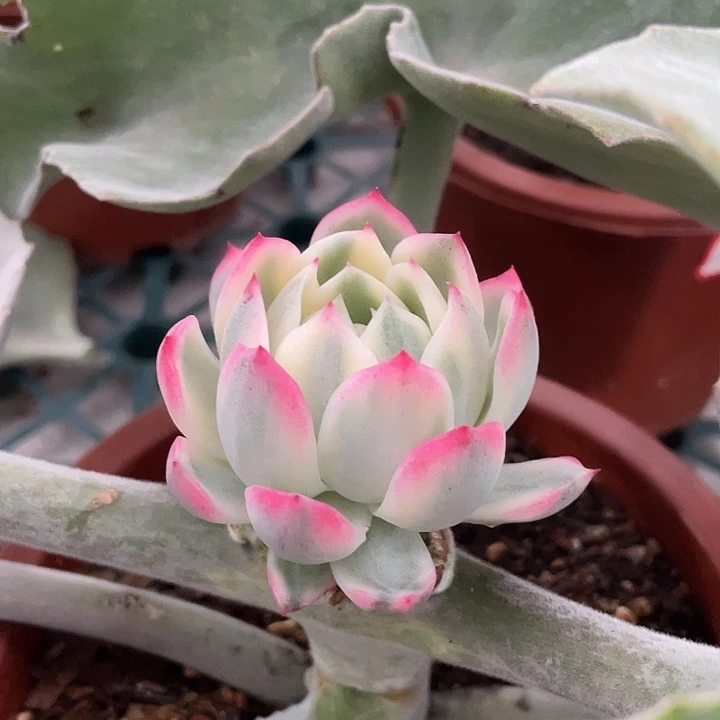 白瓷娃娃锦一物一拍