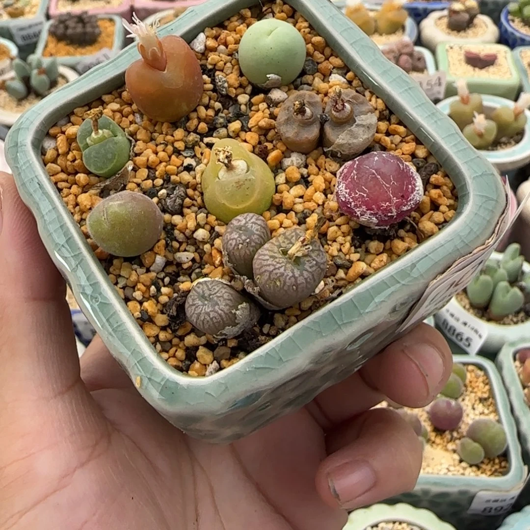 0019--一物一拍 带盆