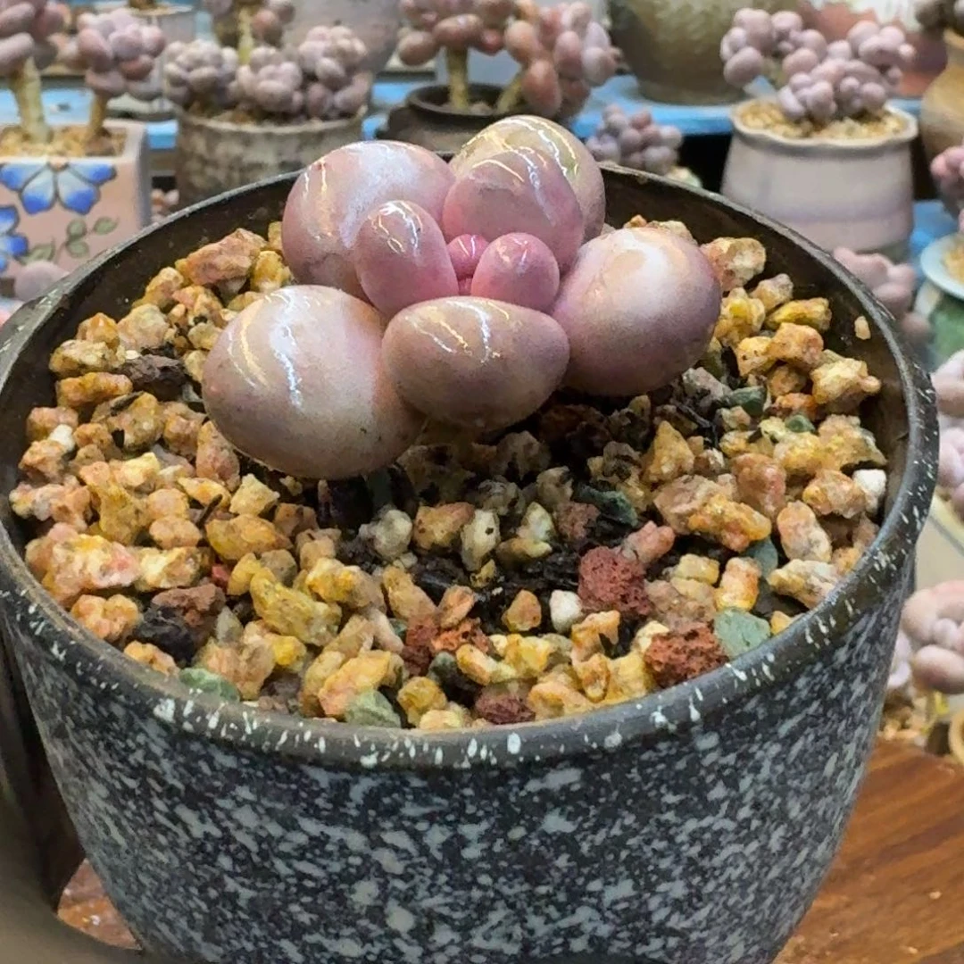 多肉漂亮不退不换