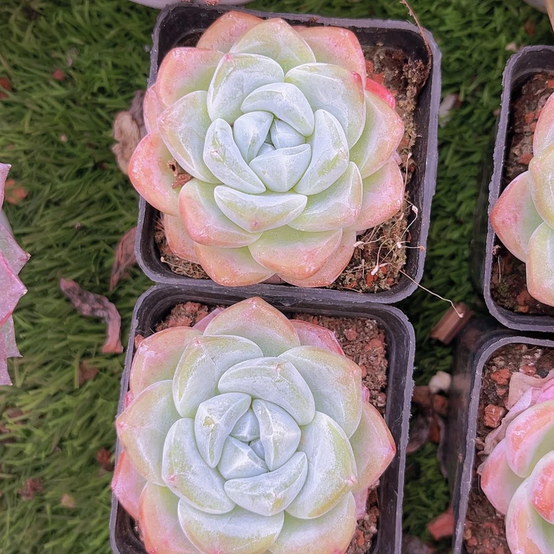 22号两个9988988888888888