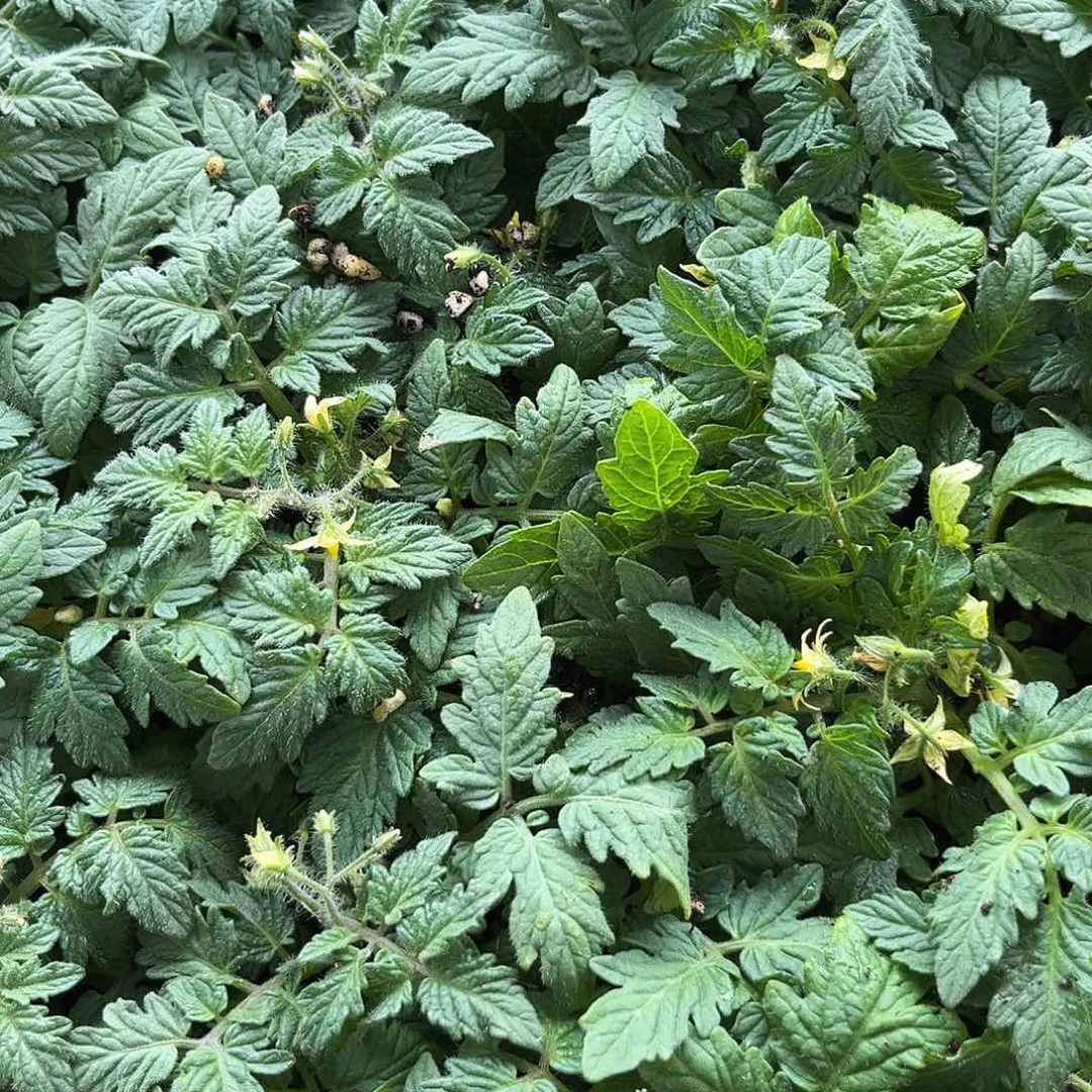 红矮生番茄黄矮生番茄