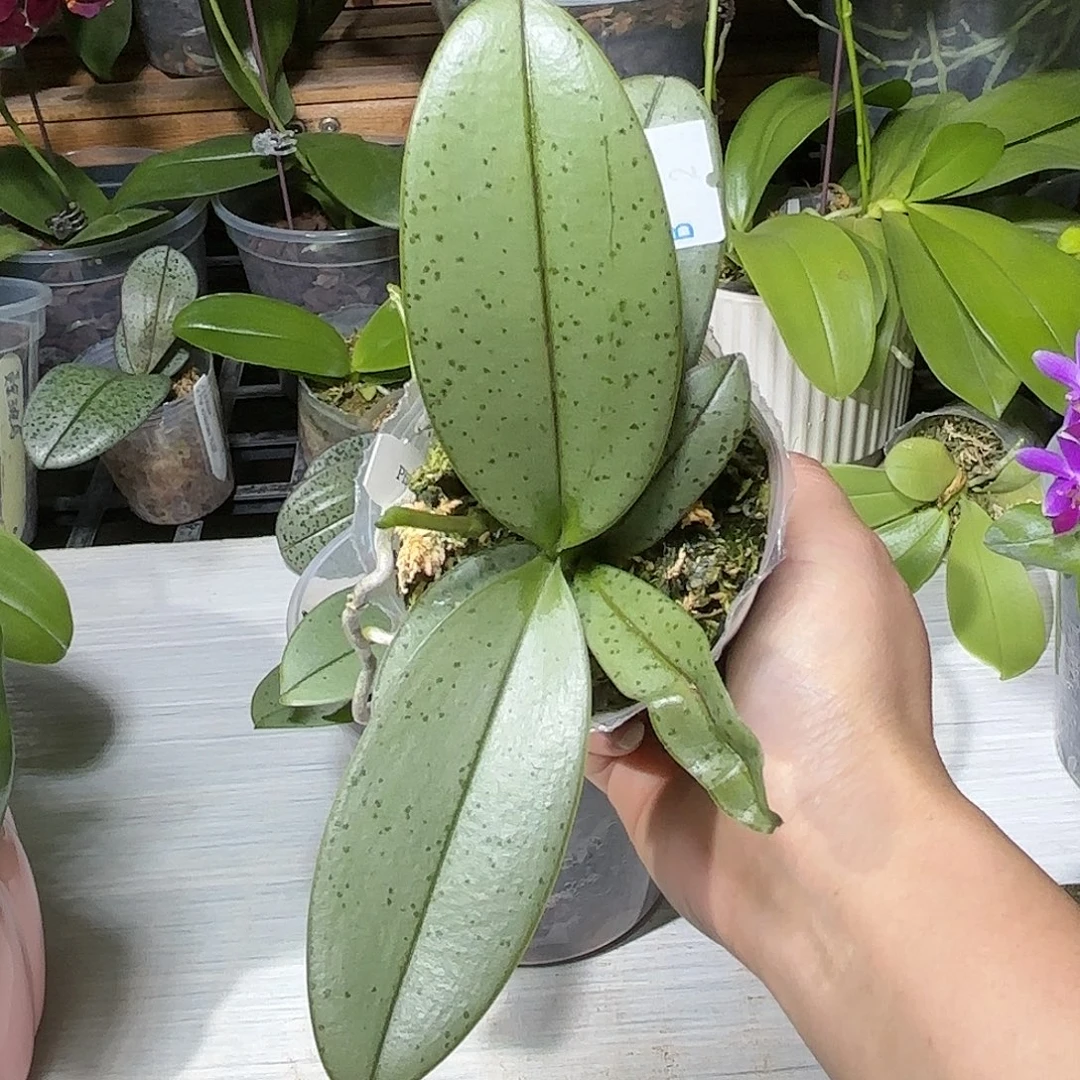 #***#当前无花栽培后可以开花魅力3252