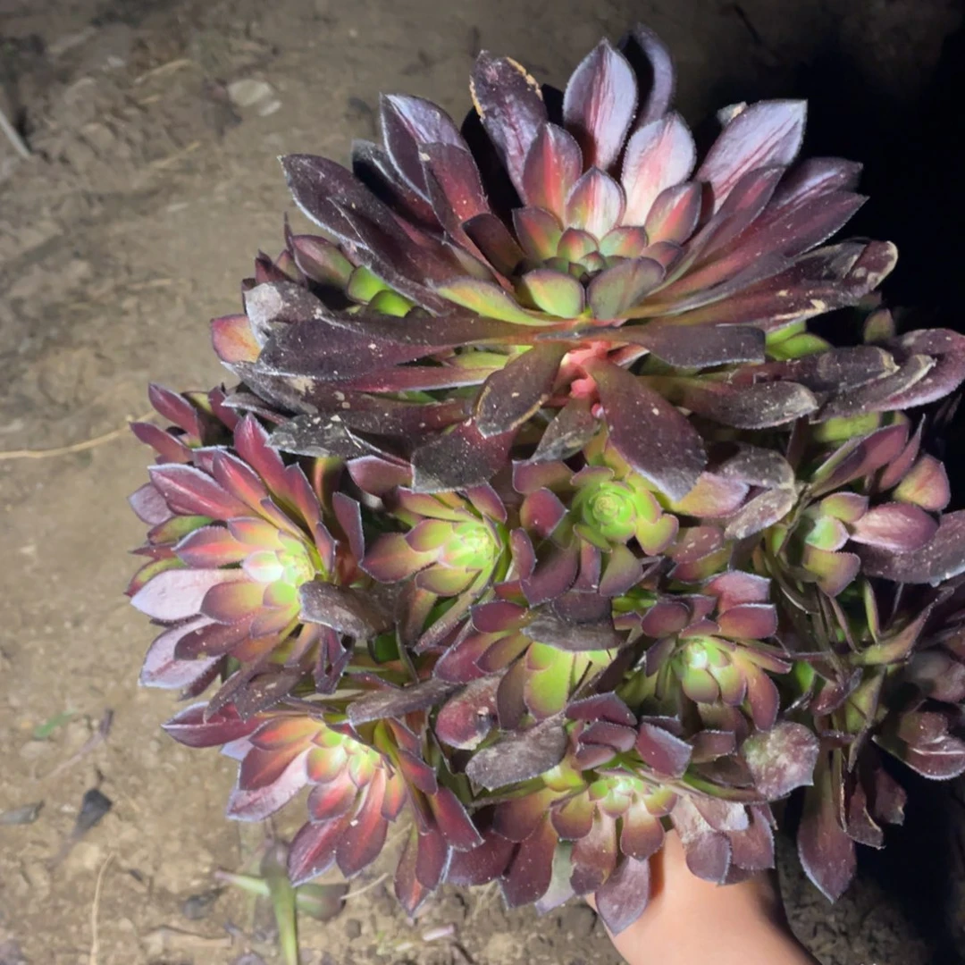 黑铜壶中班多肉法师断枝不包