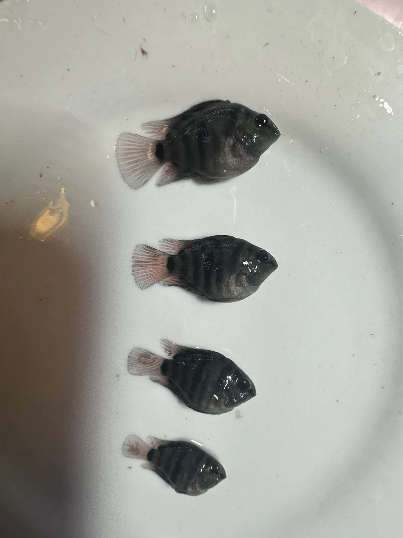 迷你鹦鹉鱼，摩卡色练手鱼