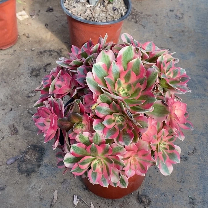 粉女巫多肉植物45