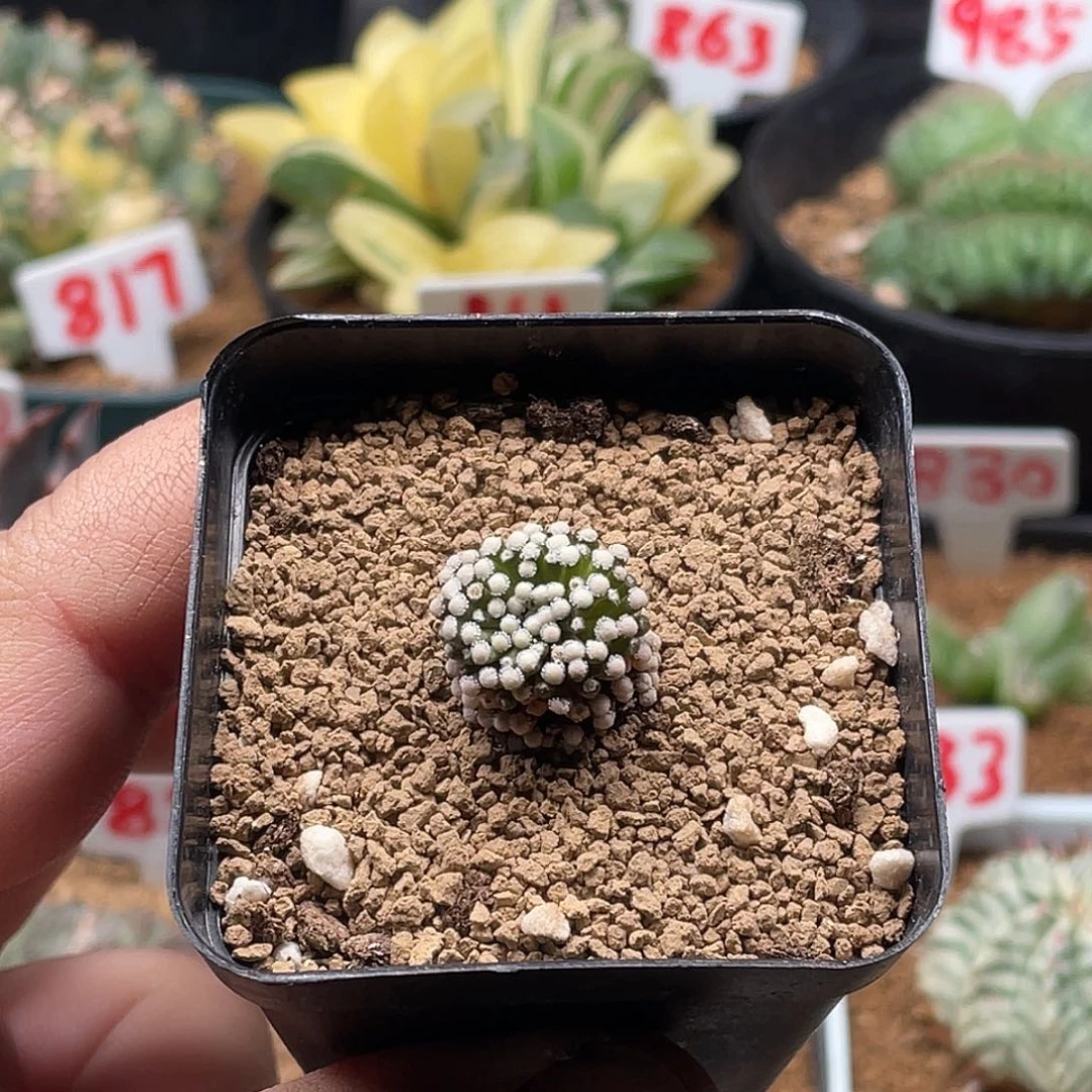 松针牡丹 带盆土包邮