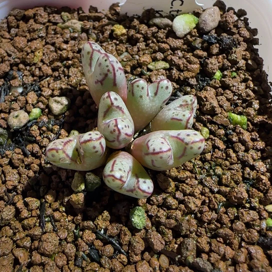 肉锥多肉植物组合-海伦利亚1354