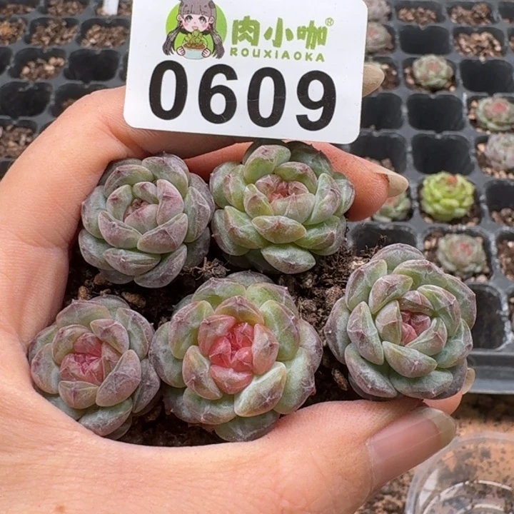 当前无花朵，栽培后可花朵多肉植物多肉植物