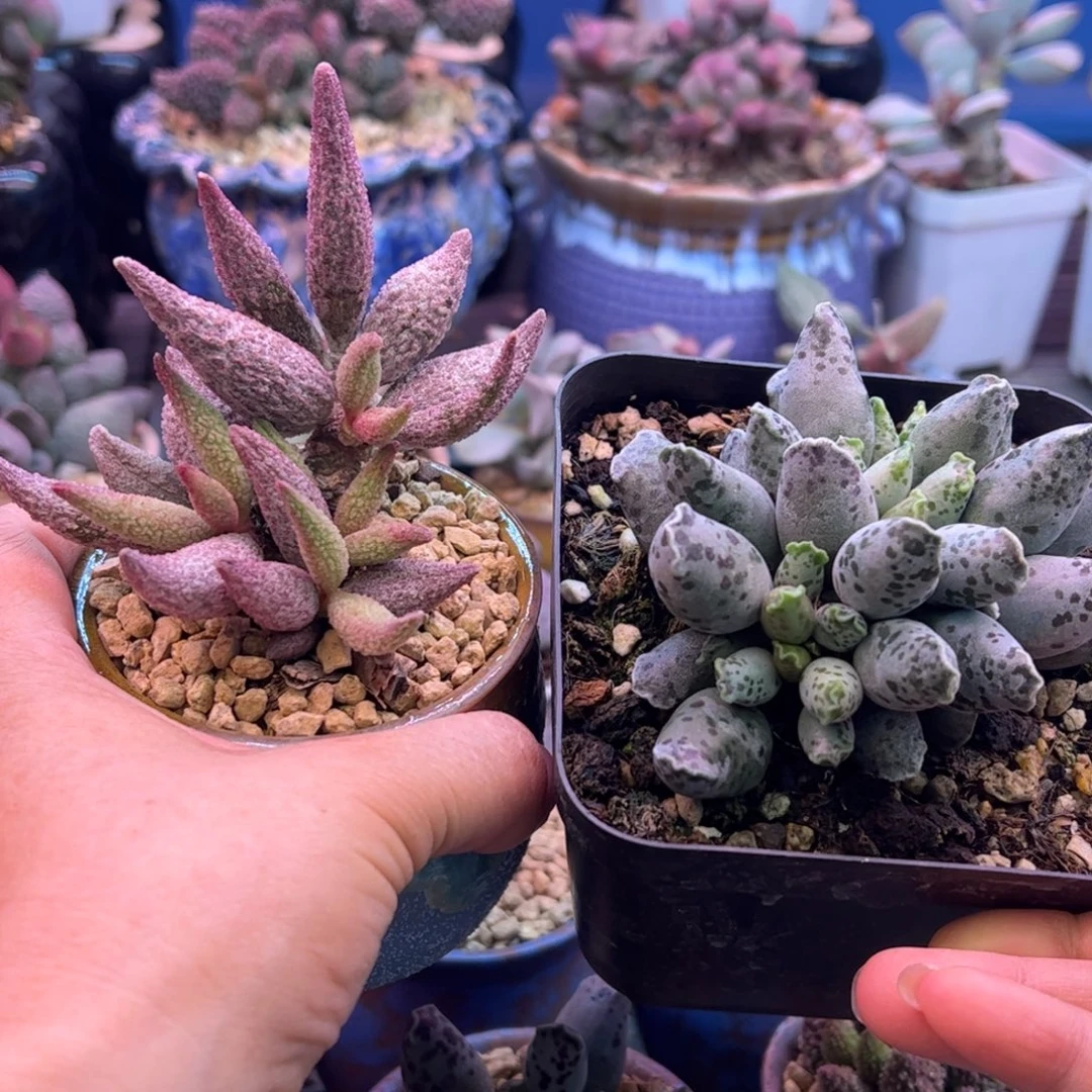 红***满送补差价。