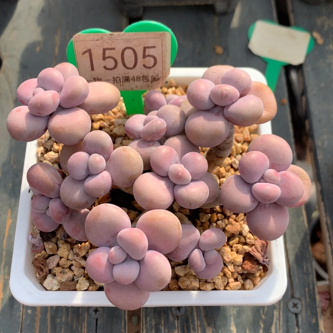 腰子蛋老桩开播福利1505