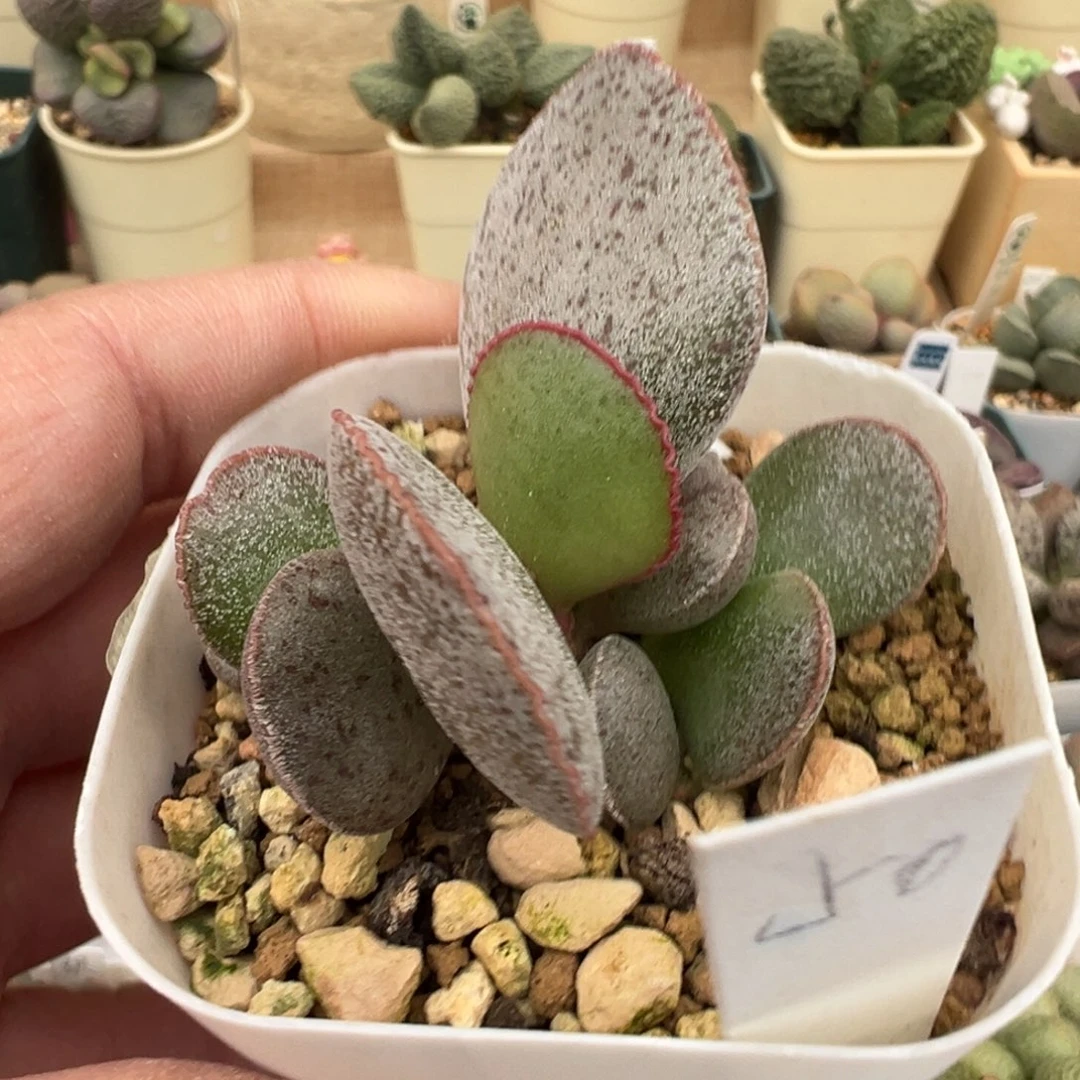 219 号好看的水泡冲冲冲