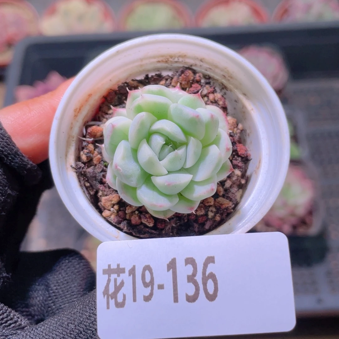 花利美19-136海王锦