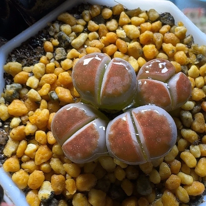 生石花23:：：。     80号