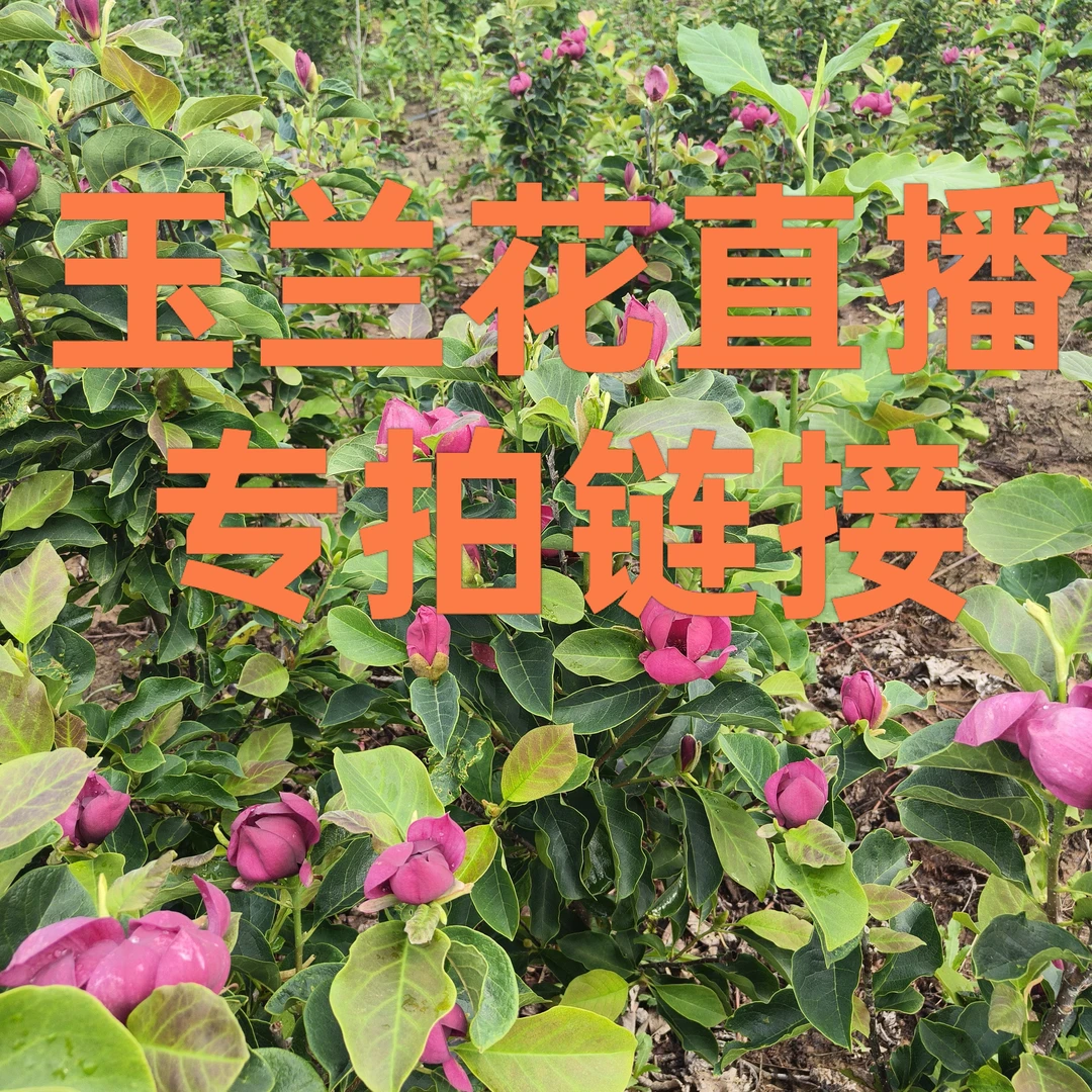 玉兰花盆栽地栽四季品种