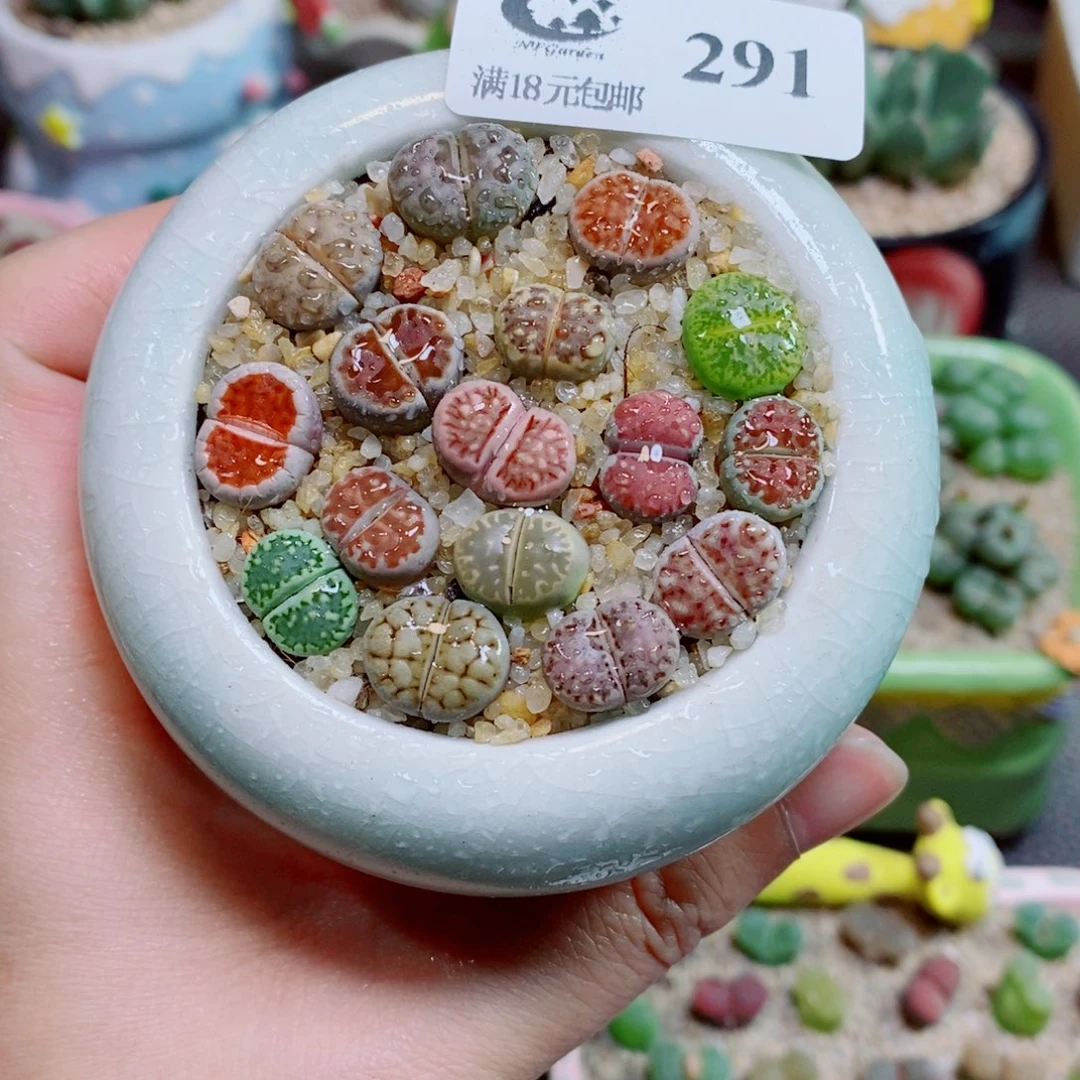 生石花花花花花花花291