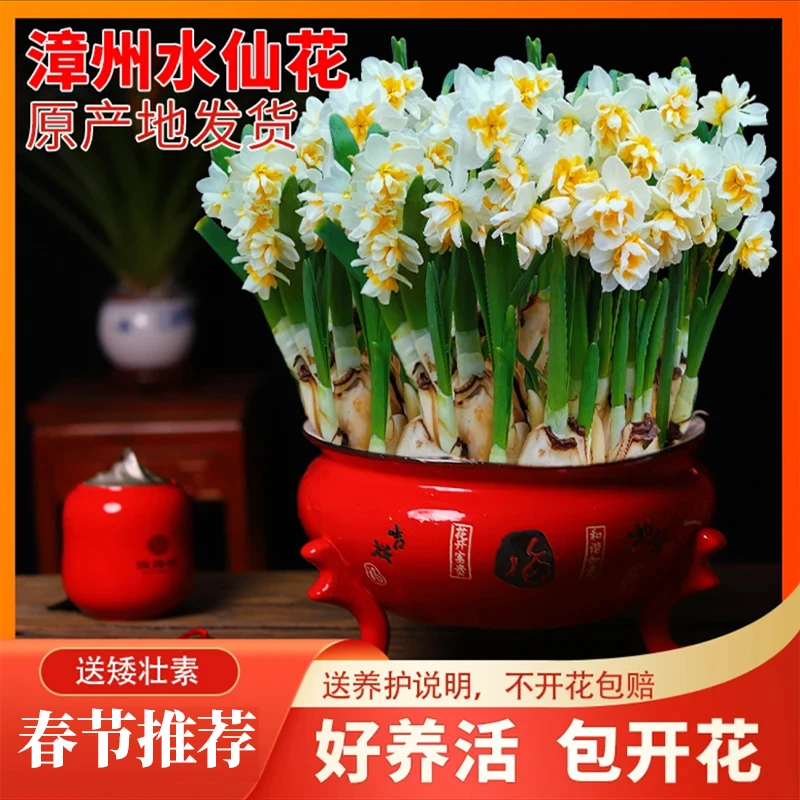 正宗漳州水仙花种球单瓣重瓣水培鲜花居家盆栽花卉绿植种子年宵花