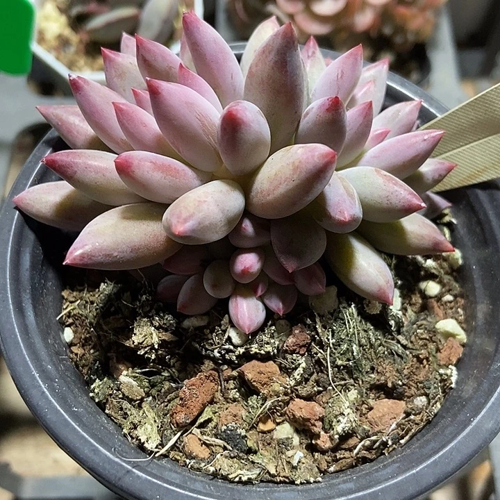 多肉植物虞美人裙440