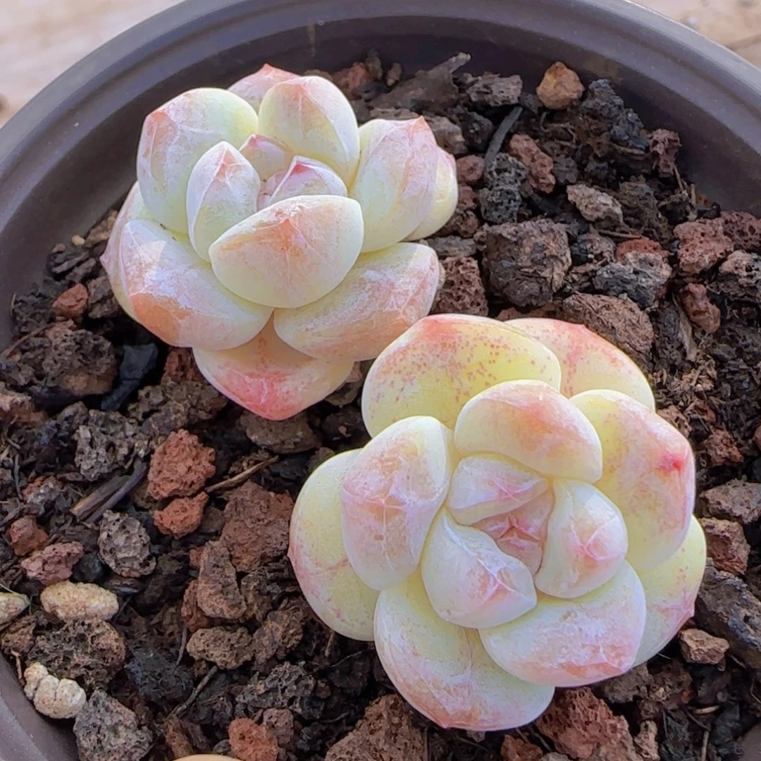 冰玉双头精控一颗