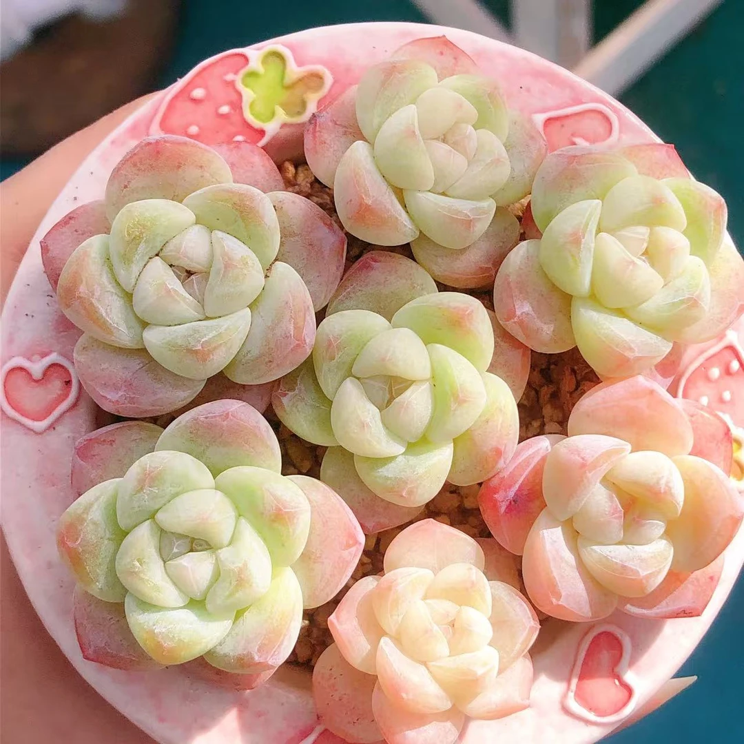 多肉植物   单头小冰玉七颗（尺寸3左右）满28包邮除偏远