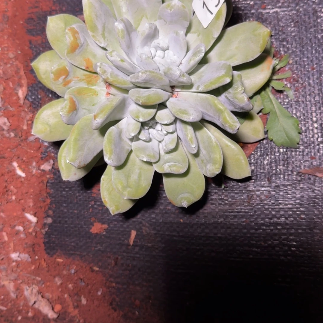 仙女杯多肉植物杂交