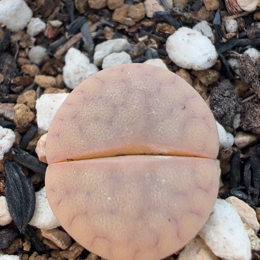 96多肉植物百科知识