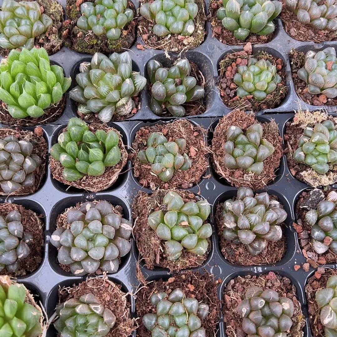 50孔玉露20颗瑕疵有伤不售后理解！量拍