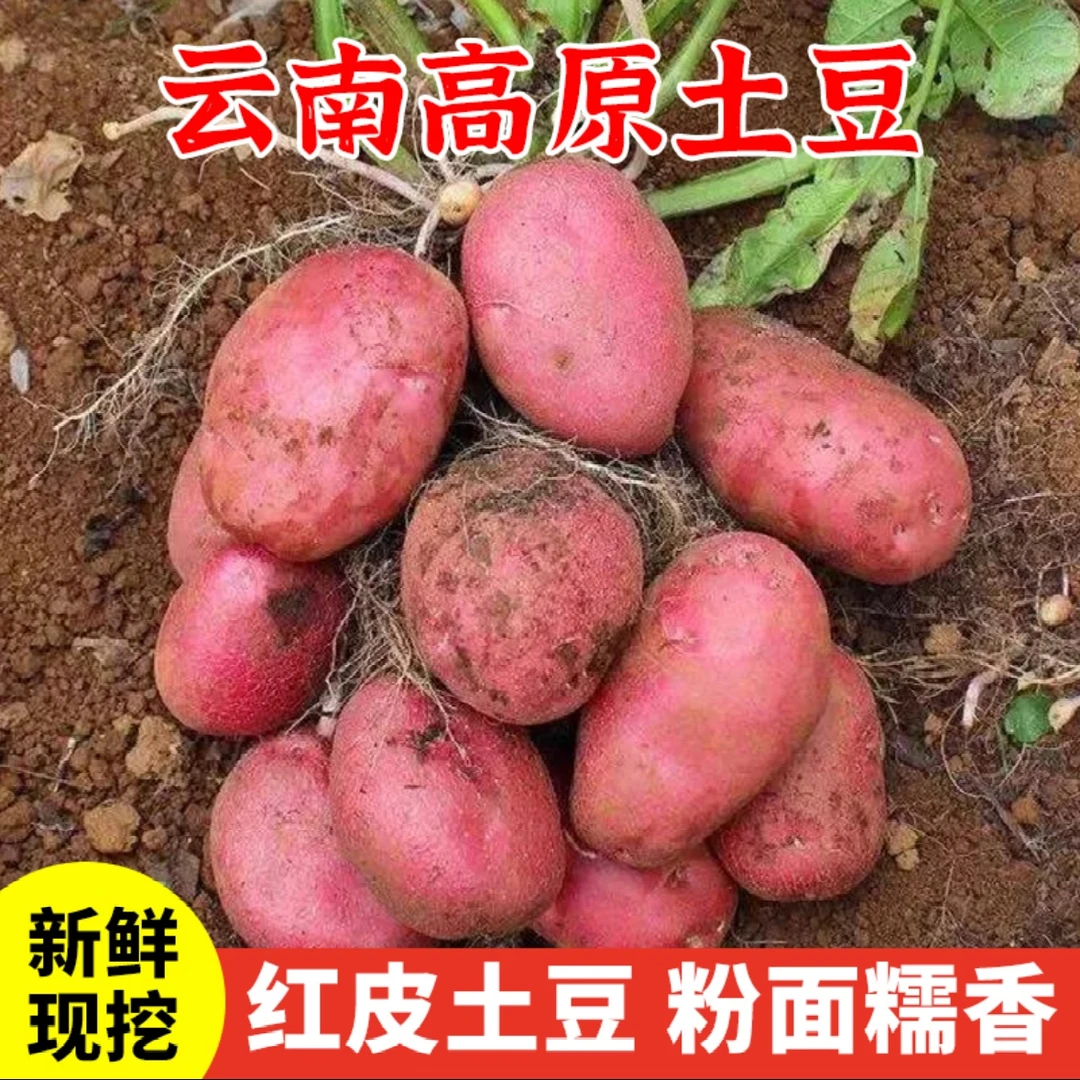 云南新土豆山地红皮黄心土豆洋芋好存储自然生长批发高山高原新鲜