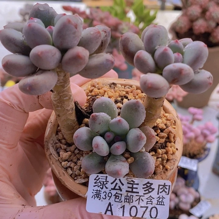 仙子奶7cm1070多肉植物