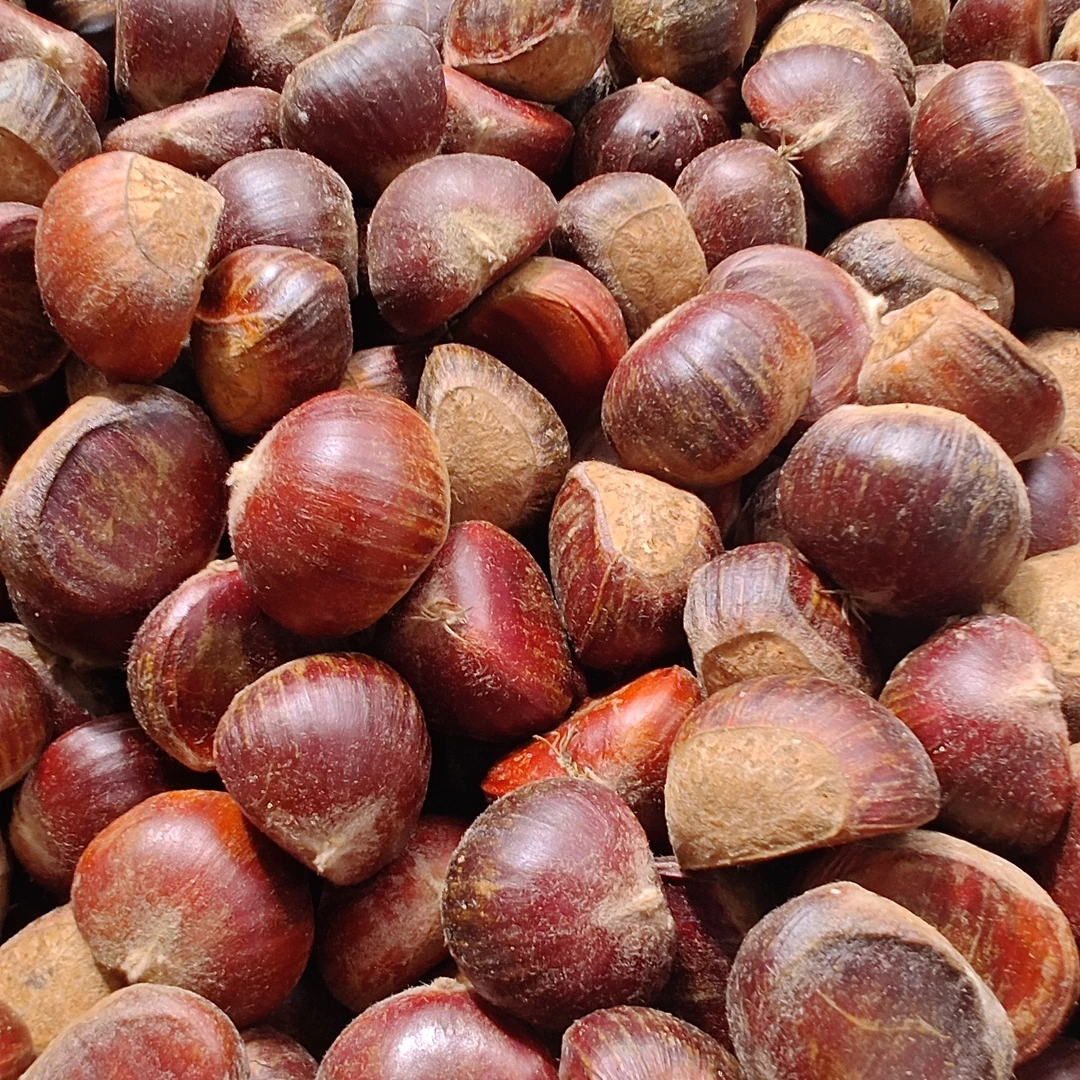 秦岭山区农户板栗（中大果）五斤