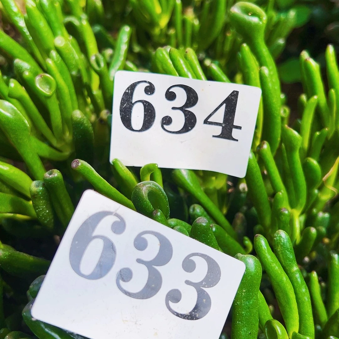 633号和634号不带盆