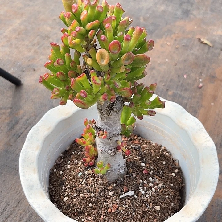 多肉植物，吸财树